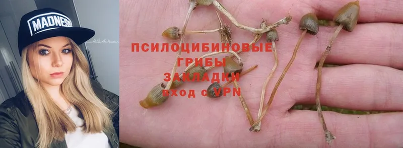 Галлюциногенные грибы Psilocybine cubensis  Подольск 